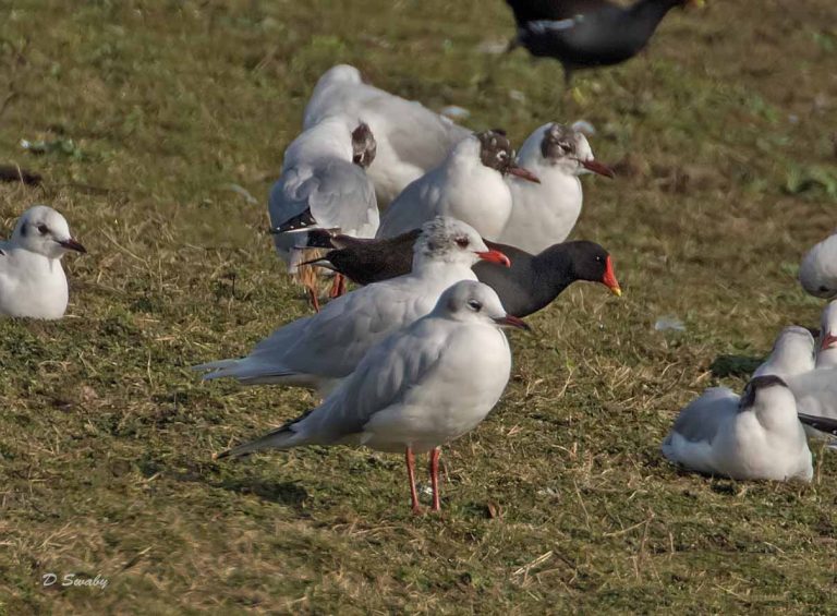 Bird Gallery 2019