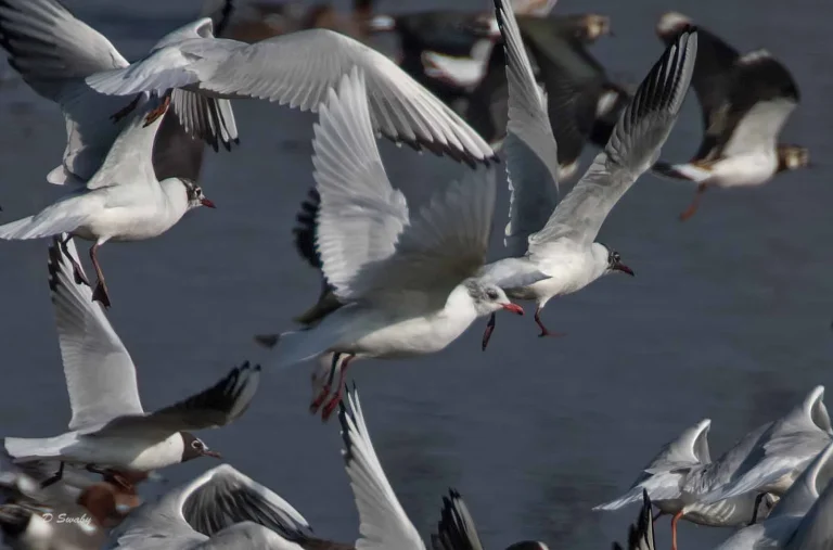 Bird Gallery 2019