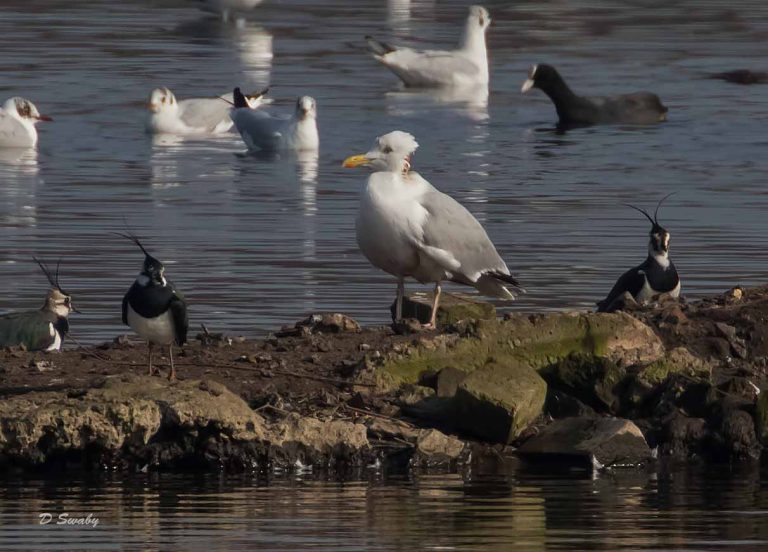 Bird Gallery 2019