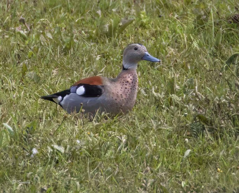 Bird Gallery 2019