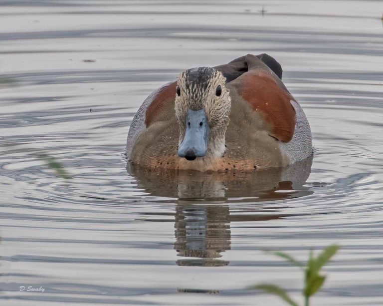 Bird Gallery 2019