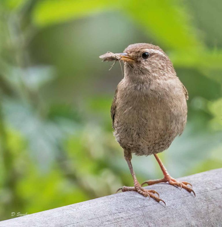 Bird Gallery 2019