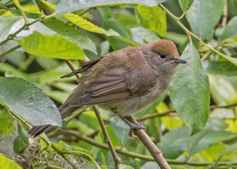 Bird Gallery 2019