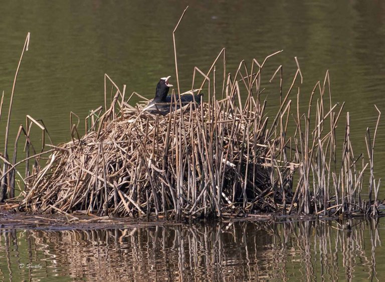 Bird Gallery 2019