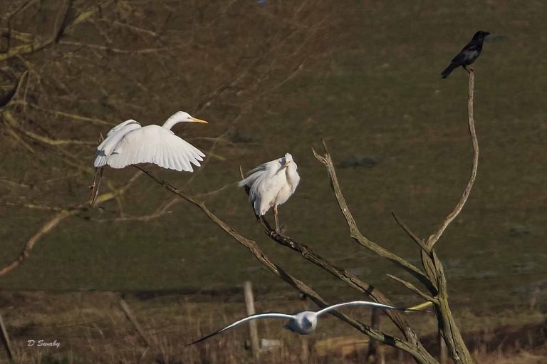 Bird Gallery 2019