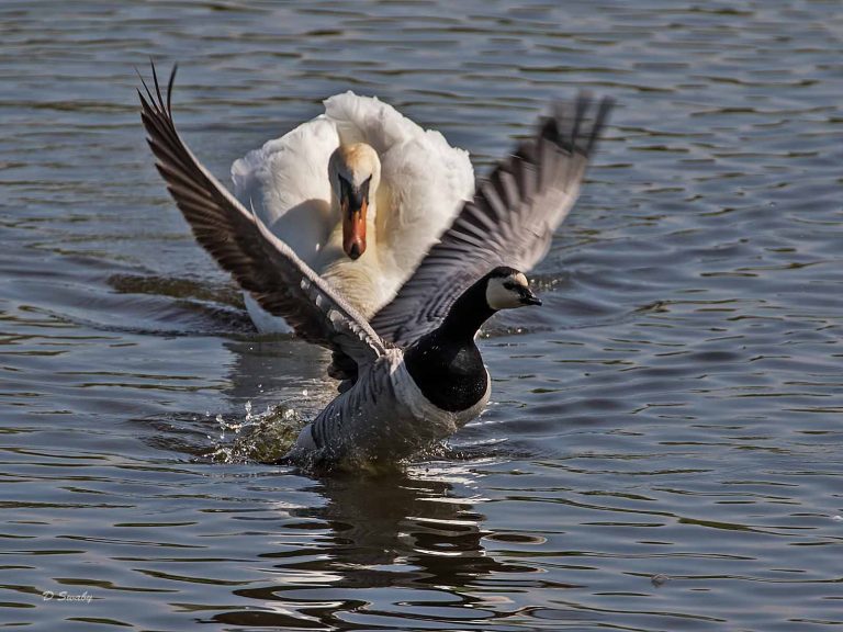 Bird Gallery 2019