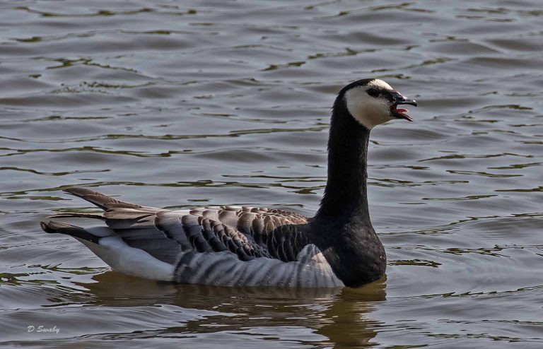 Bird Gallery 2019