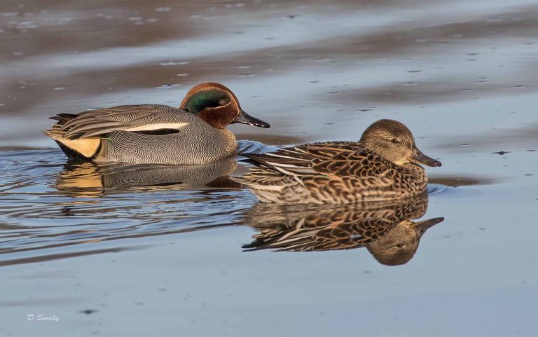 Bird Gallery 2019