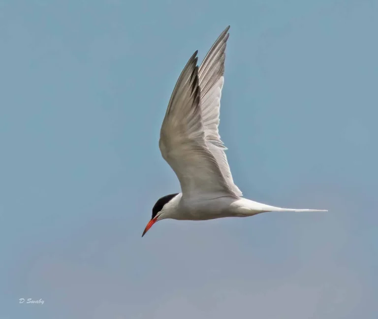 Bird Gallery 2019