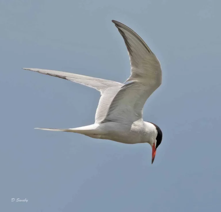 Bird Gallery 2019