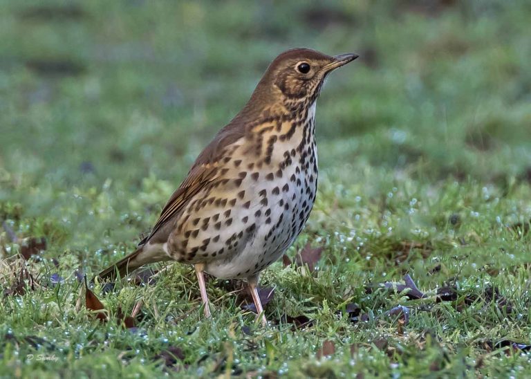 Bird Gallery 2019