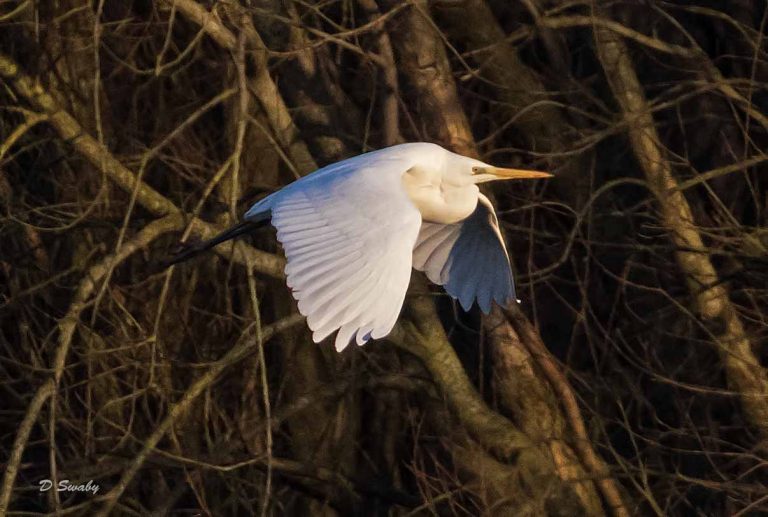 Bird Gallery 2019