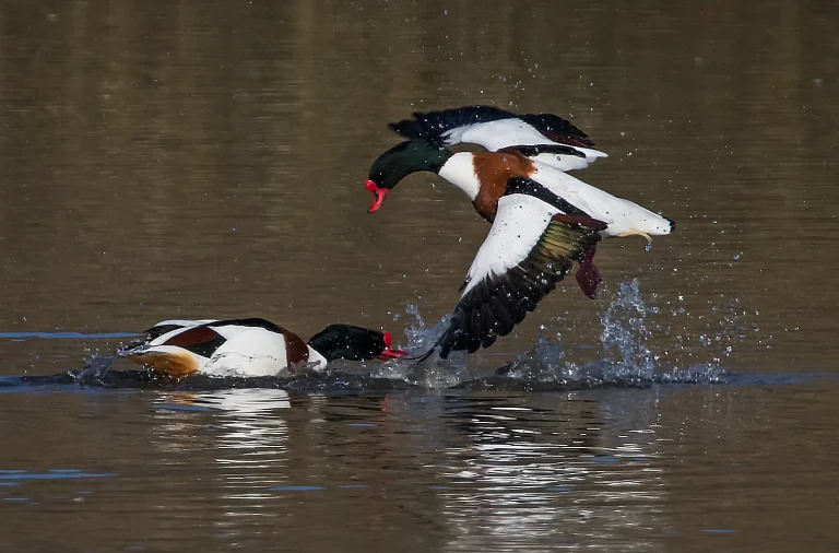 Bird Gallery 2019