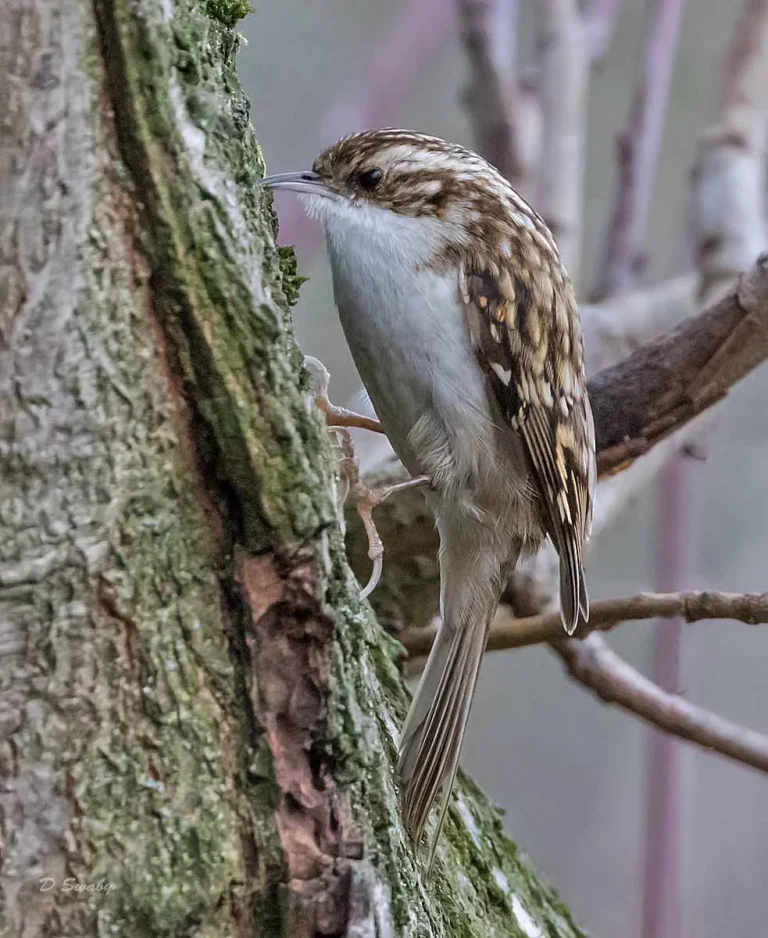 Bird Gallery 2019