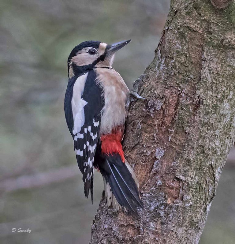 Bird Gallery 2019