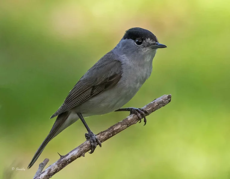 Bird Gallery 2019