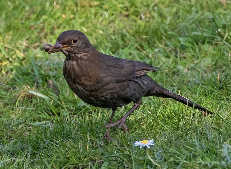 Bird Gallery 2019
