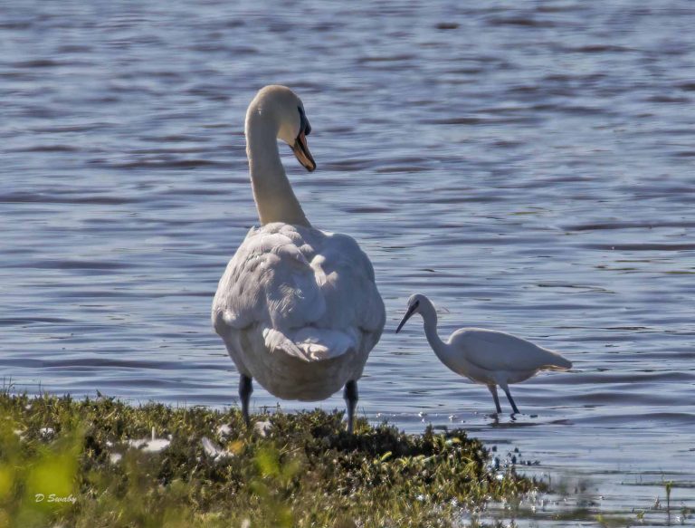 Bird Gallery 2019