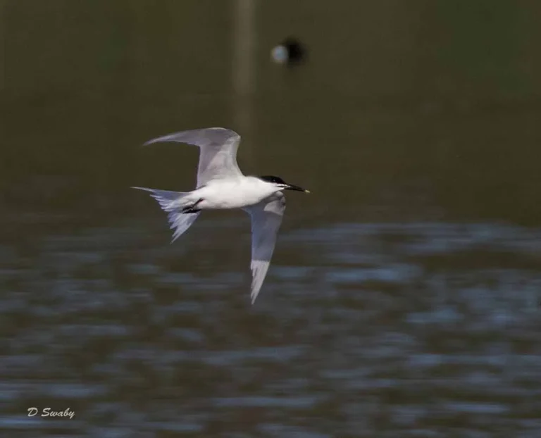 Bird Gallery 2019