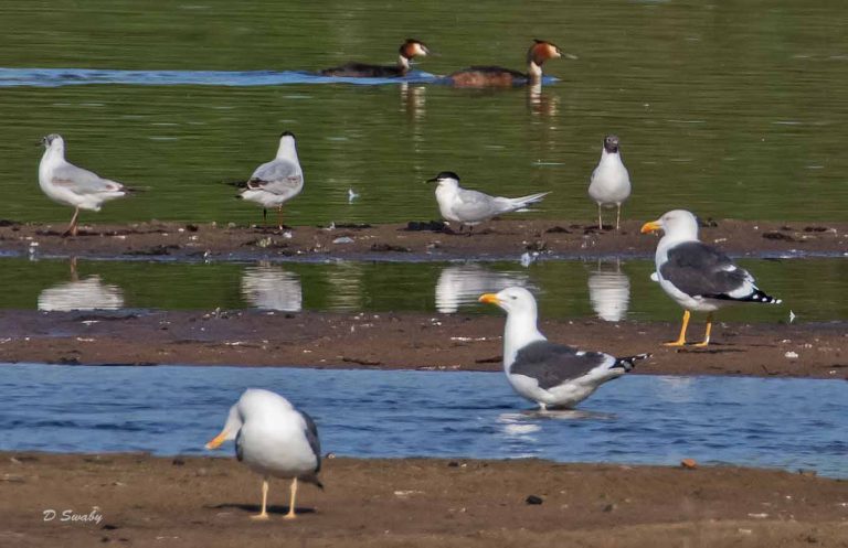 Bird Gallery 2019