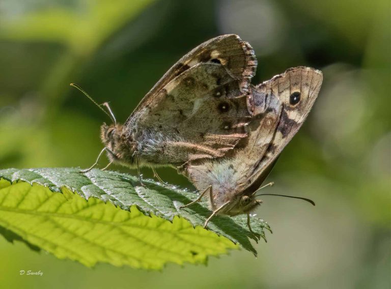 Insects