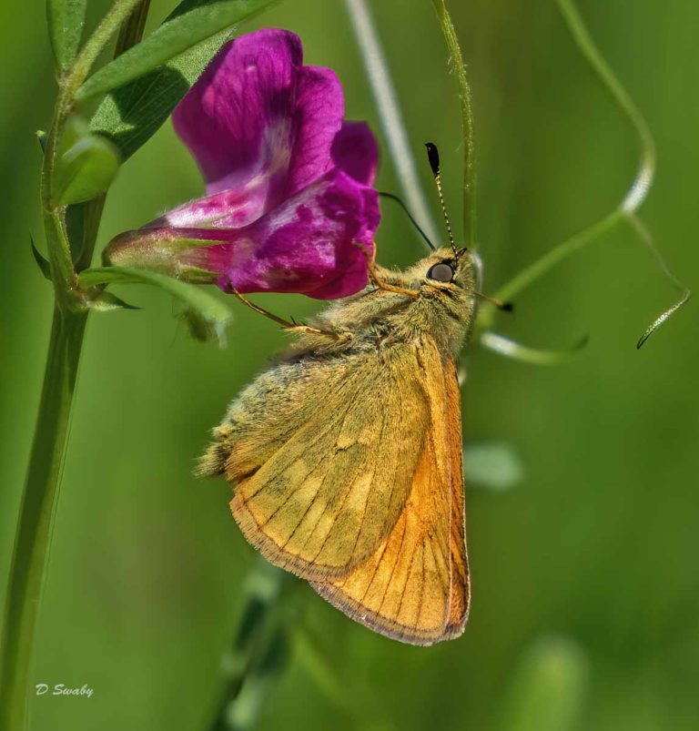 Insects