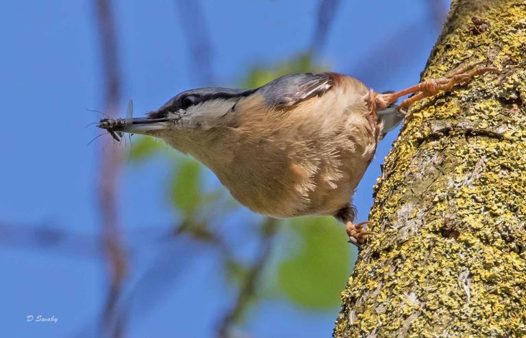 Bird Gallery 2019