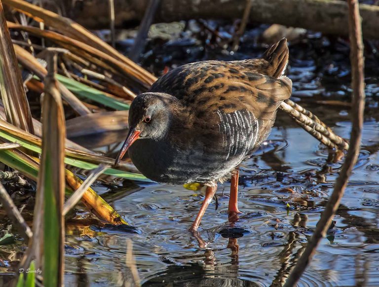 Bird Gallery 2019