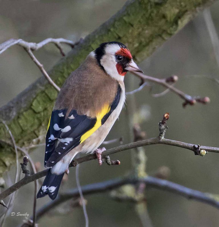 Bird Gallery 2019