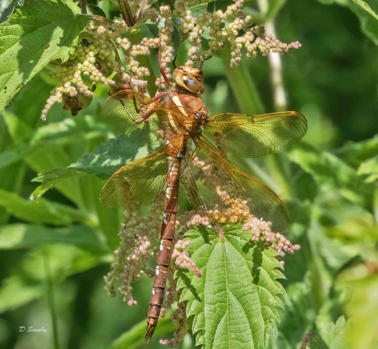 Insects