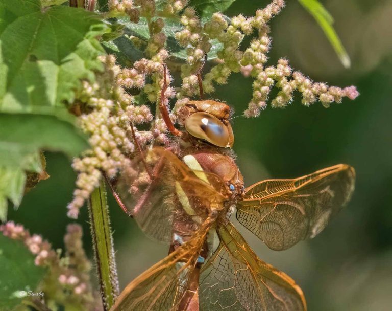 Insects
