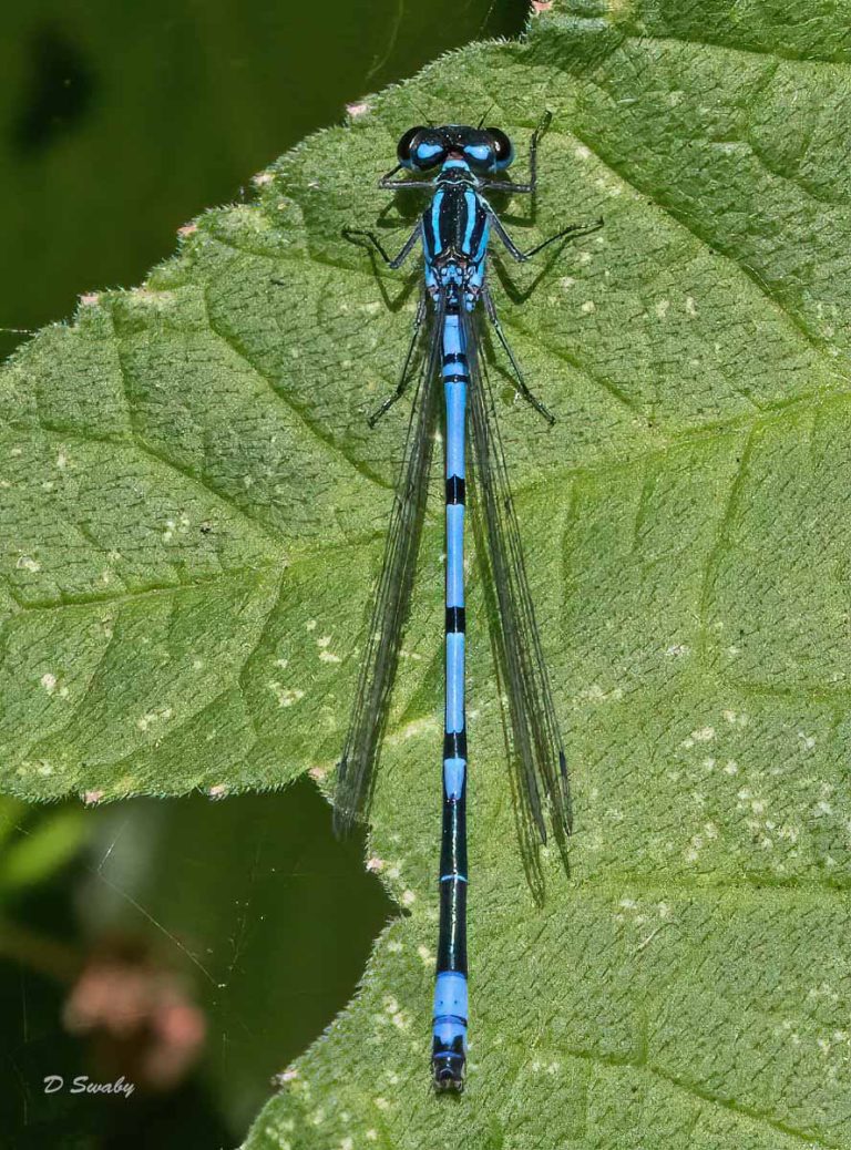 Insects