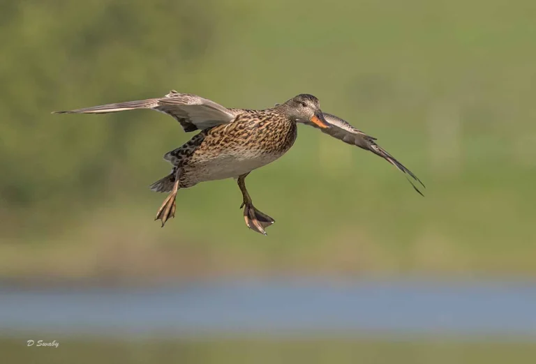 Bird Gallery 2019