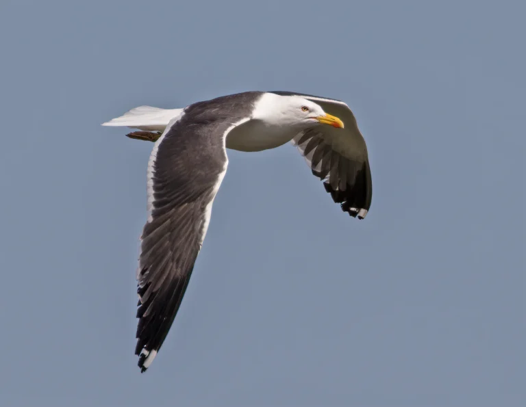 Bird Gallery 2019