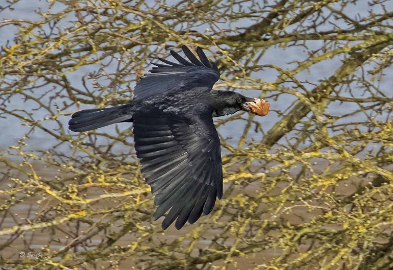 Bird Gallery 2019