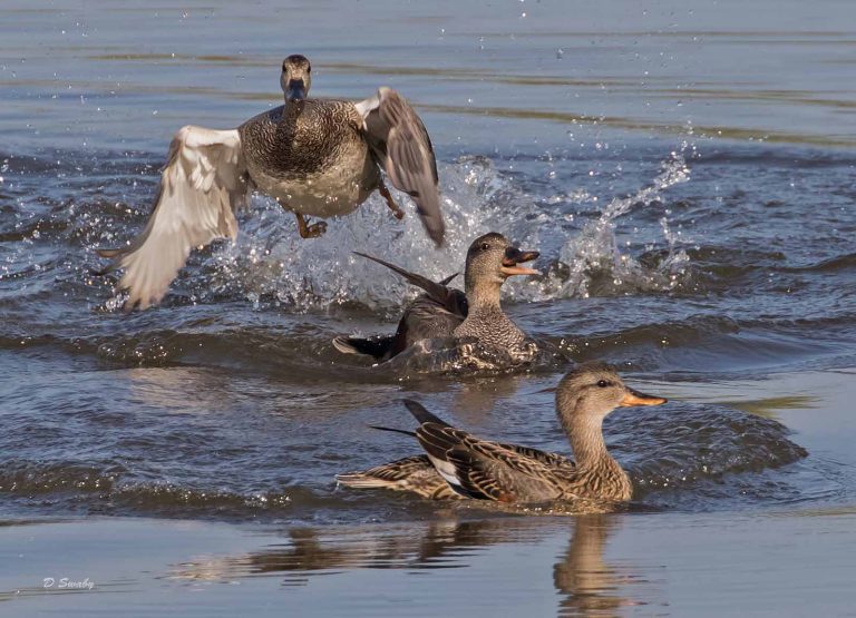 Bird Gallery 2019
