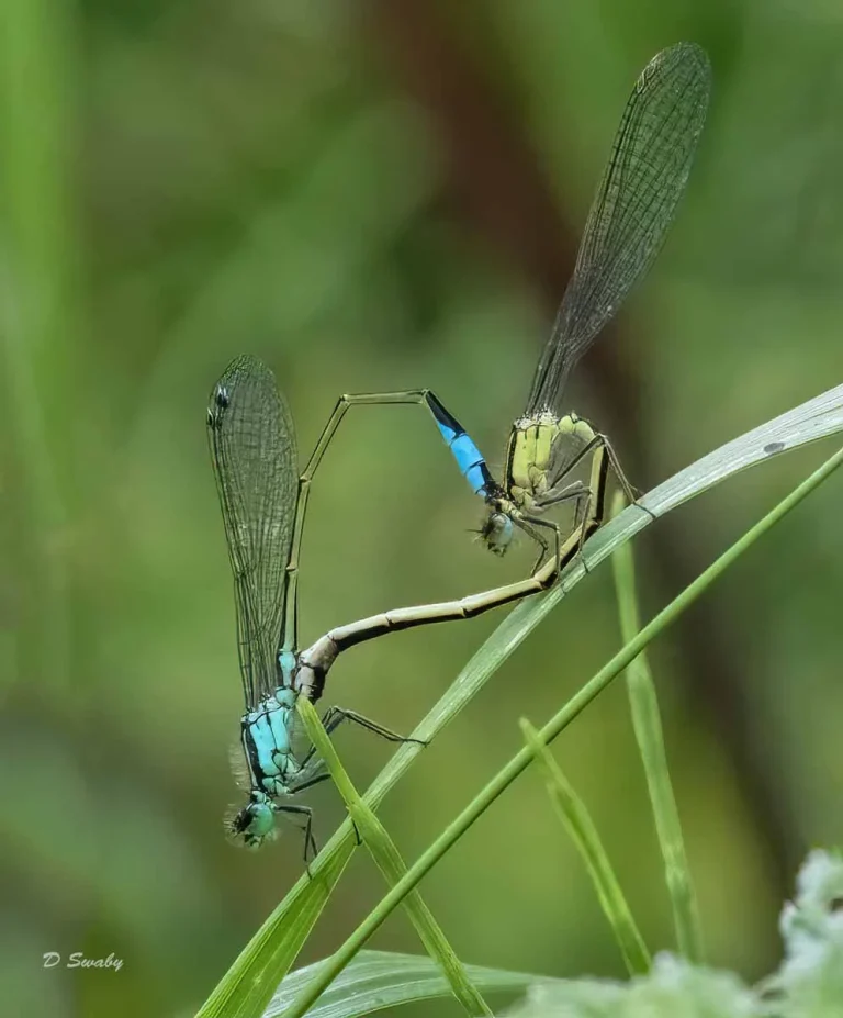 Insects