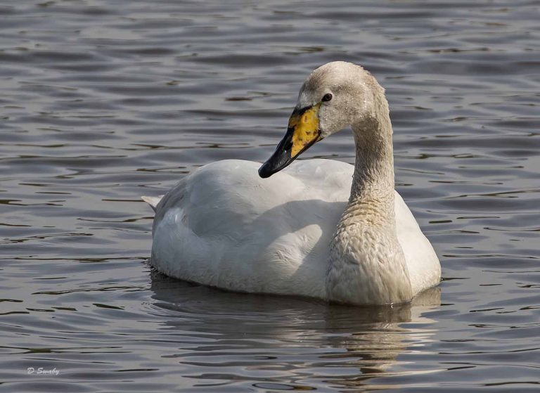 Bird Gallery 2019