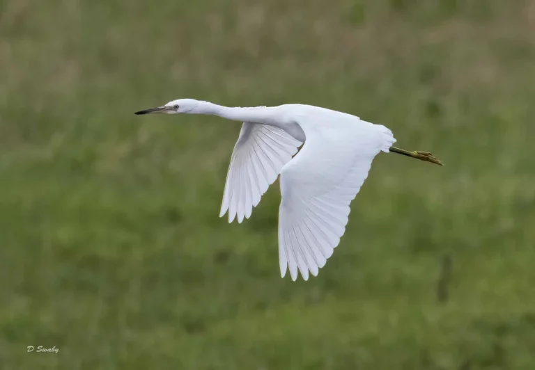 Bird Gallery 2019
