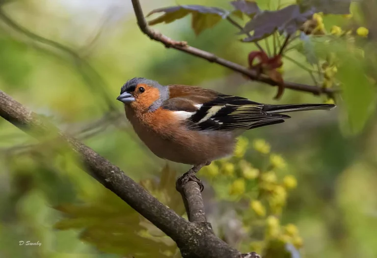 Bird Gallery 2019