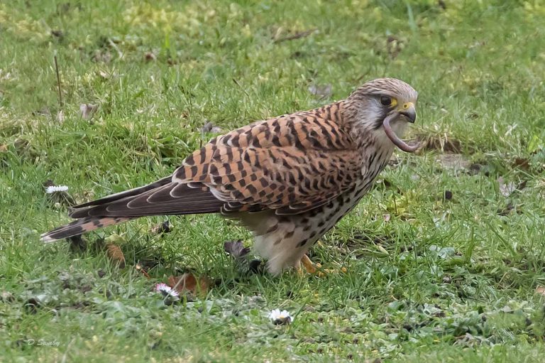 Bird Gallery 2019