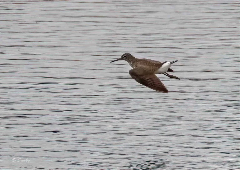 Bird Gallery 2019