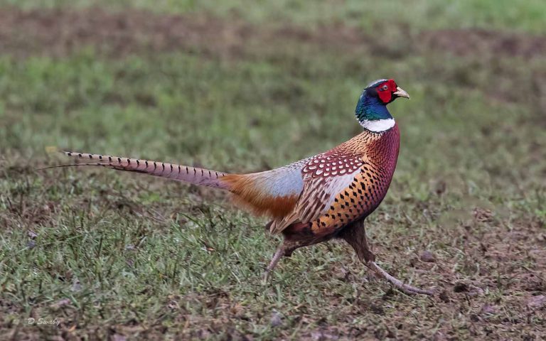 Bird Gallery 2019
