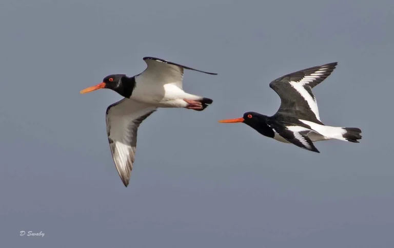 Bird Gallery 2019