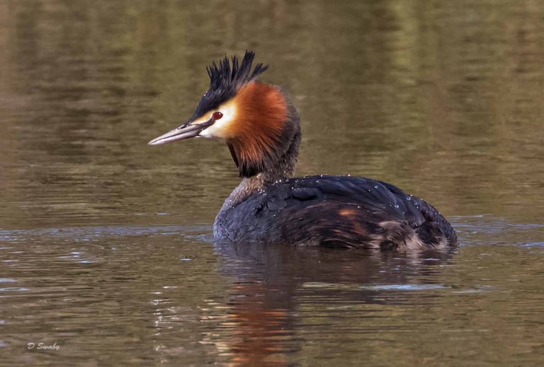 Bird Gallery 2019