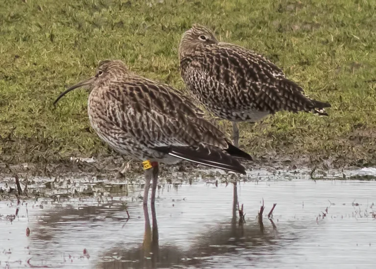 Bird Gallery 2019