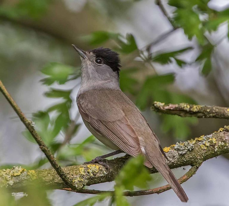 Bird Gallery 2019