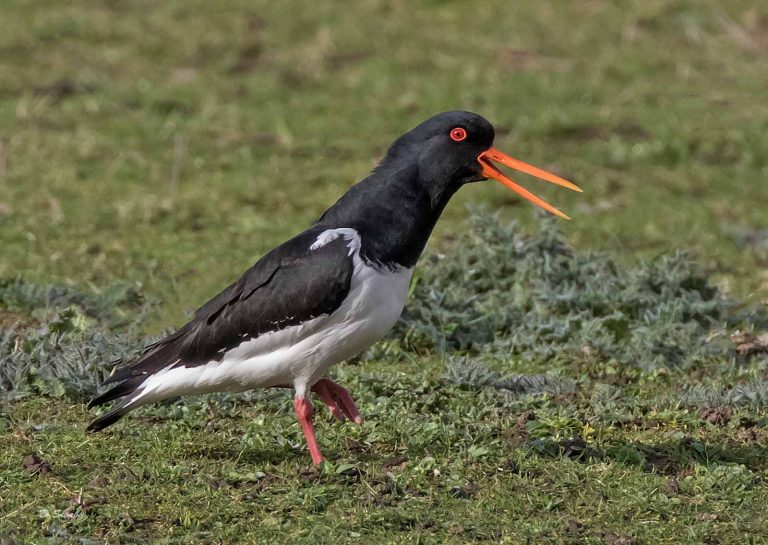 Bird Gallery 2019
