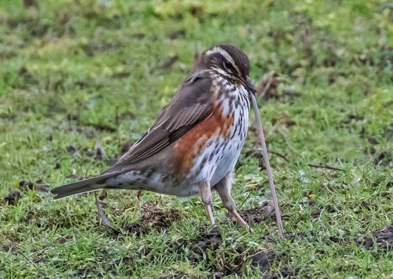 Bird Gallery 2019