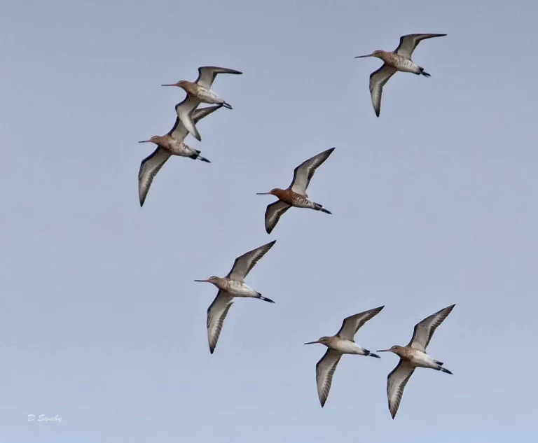 Bird Gallery 2019
